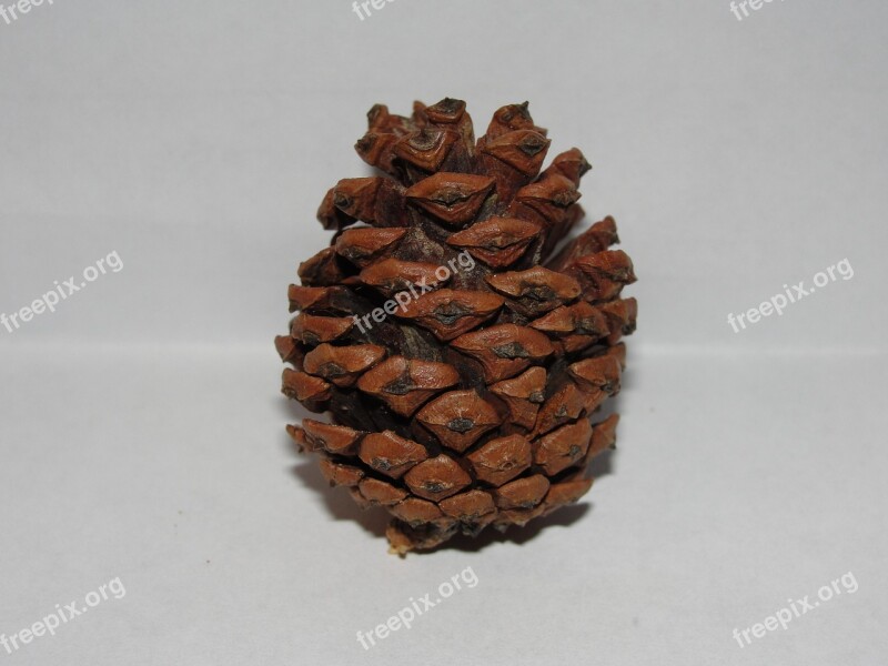 Pine Cone White Background Stark Free Photos