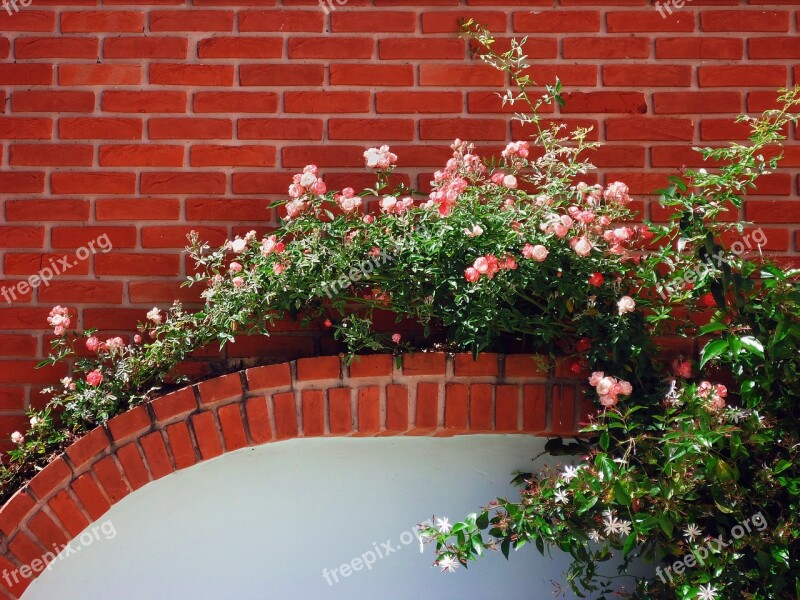 Flowers Bricks Roses Bouquet Creeper