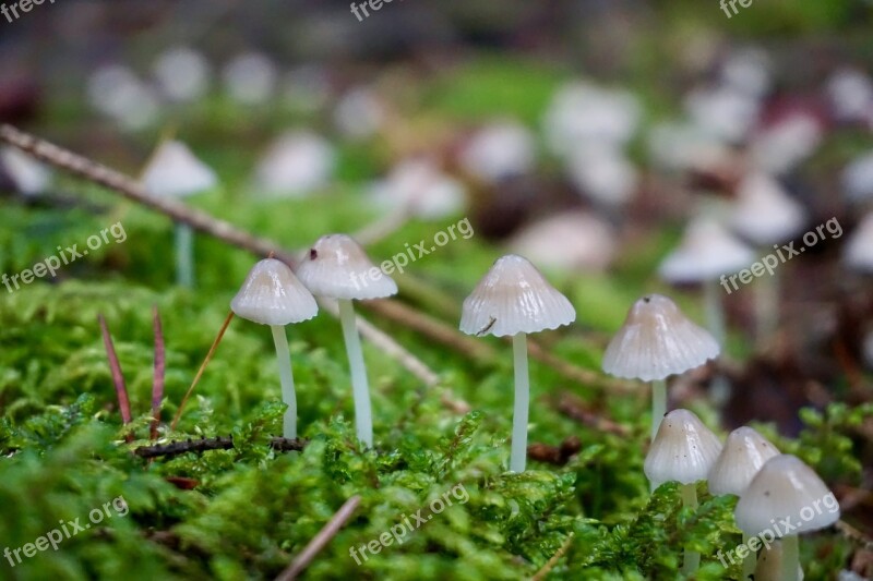 Hamid Mushroom Moss Free Photos