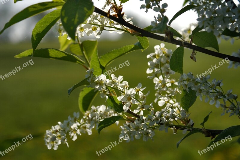 Bird Cherry Padus White Flowers Prunus Padus Padus Avium