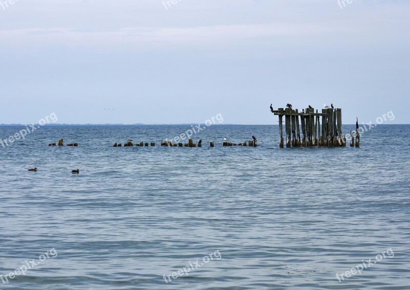 Sea Birds Blue Gdynia Western Pomerania