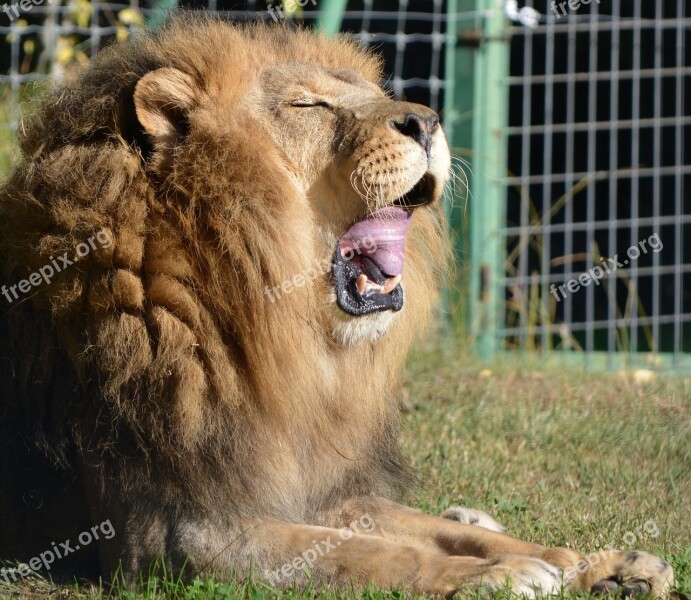 Lion Nature Roaring Zoo Teeth