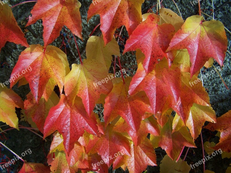 Autumn Virginia Creeper Leaves Autumn Colors The Letters Colors