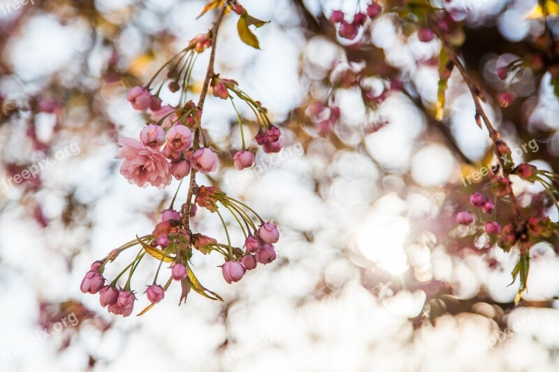 Sakura Flowers Spring The Buds Free Photos