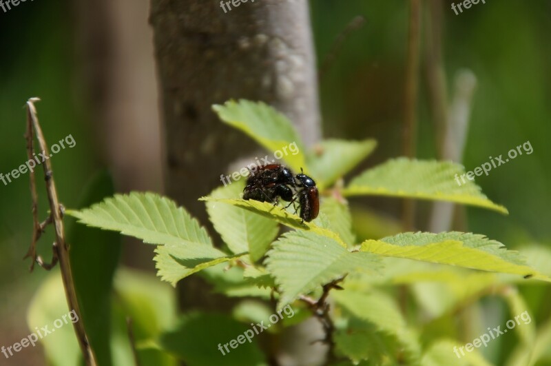 Beetle Sex Nature Green Leaves