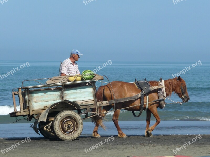 Beach Seller Wagon Horse Dare