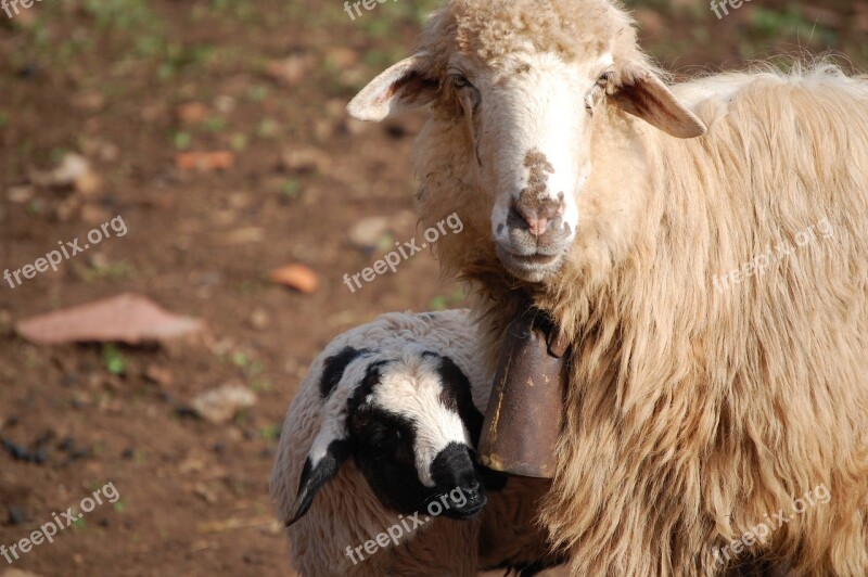 Nature Sheep Flock Farm Animals