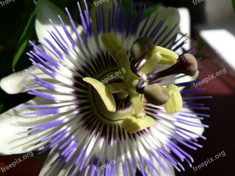 Passionflower Pasiflora Maracuya Free Photos