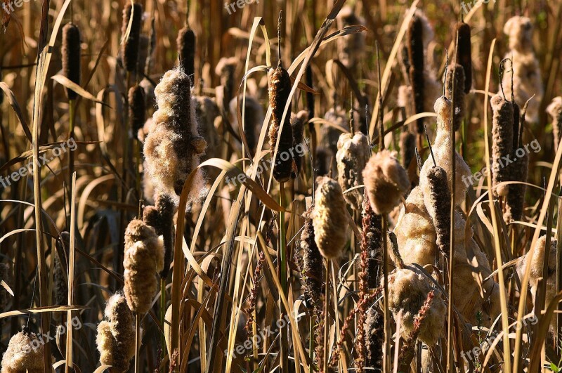 Cattails Reeds Bulrush Nature Plant