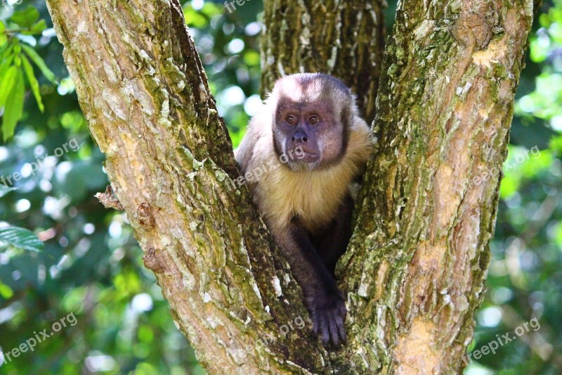 Monkey Capuchin Monkey Primate Animal Brazil