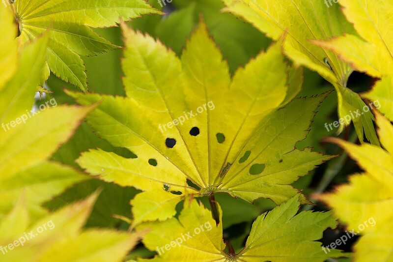 Maple Leaf Yellow Leaf Plant Nature Free Photos