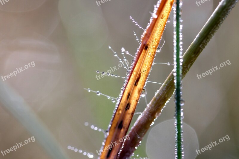 Water Droplets Drop Dew-drop Glamour Blades Of Grass