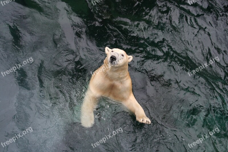 Polar Bear Bear Swim Wet Yukon