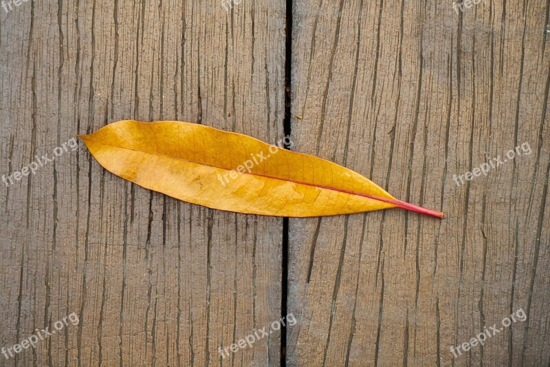 Leaves Yellow Autumn Tree Dead