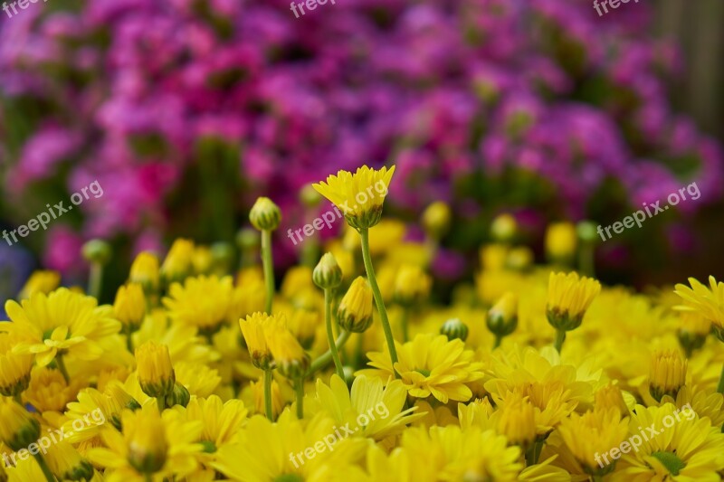 Flowers Yellow Plant Nature Purple