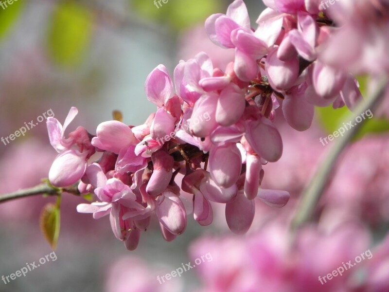 Flowers Rosa Flowering Nature Plant