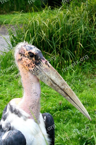 Marabu Bird Nature Detail Free Photos