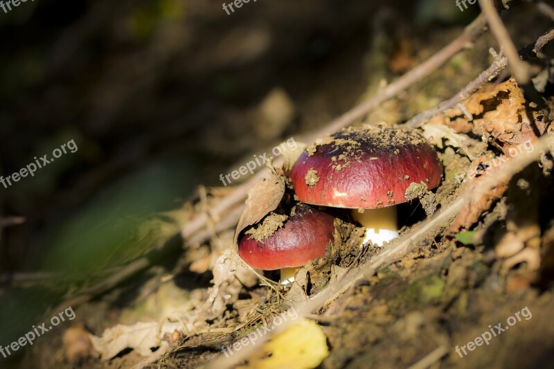 Mushroom Red Mushroom Pigeon Mushrooms Nature Free Photos