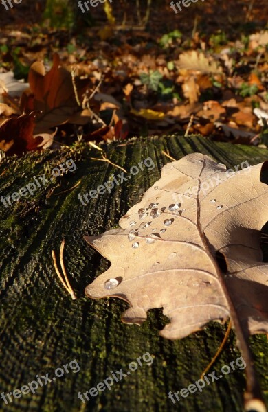 Leaf Autumn Drop Of Water Dew Oak Leaf