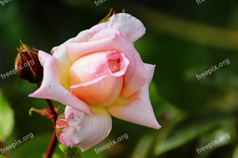 Rose Pink Blossom Bloom Floribunda