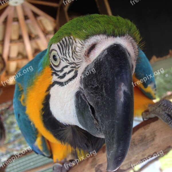 Parrot Arara Bird Brazil Jungle