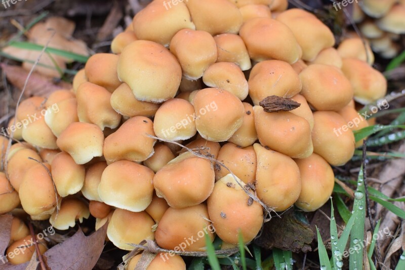 Mushrooms Group Close Up Autumn Unfit For Human Consumption