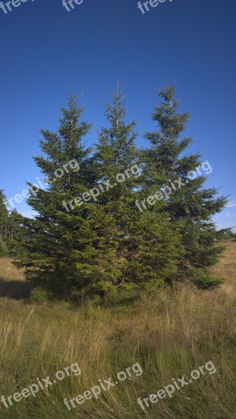 Tree Willingen Oak Threshing Floor Green