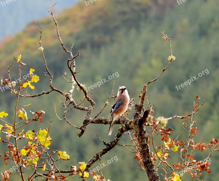 Bird Jay Nature Luxembourg Free Photos