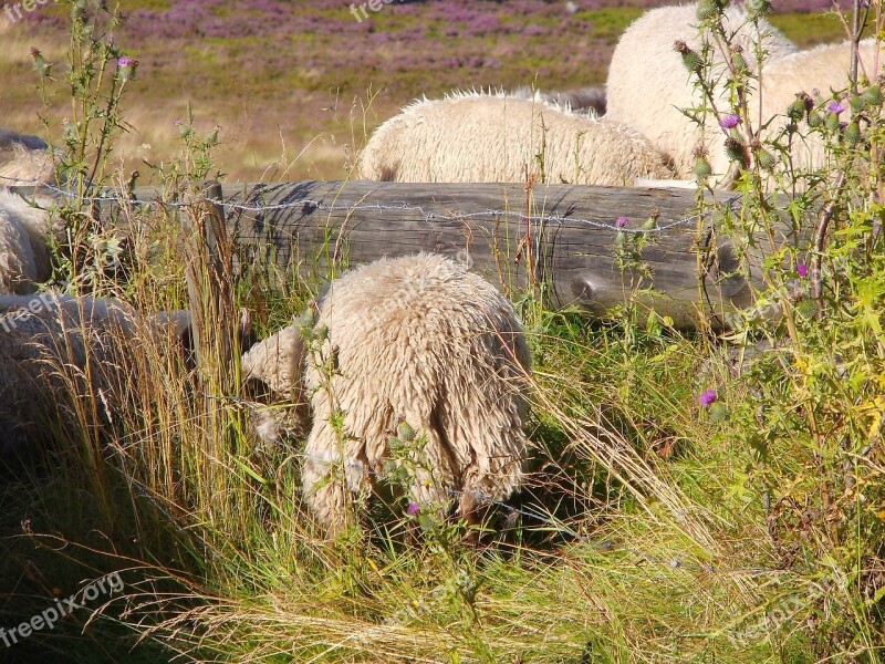 Animal Sheep Willingen Wool Free Photos