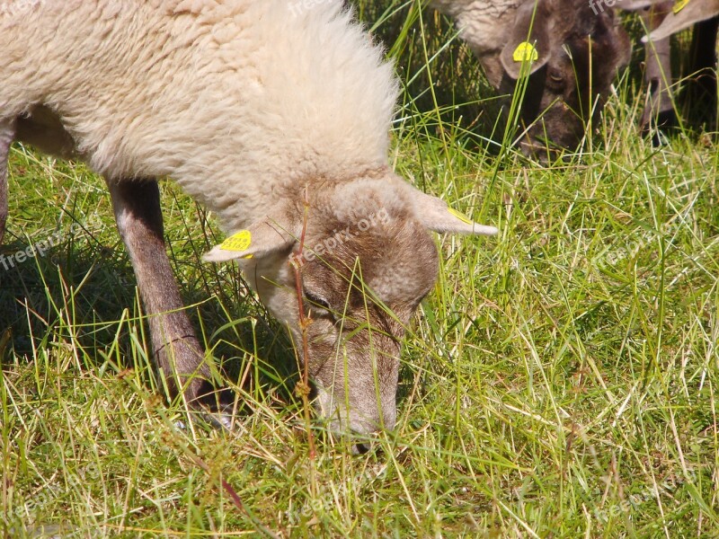 Animal Sheep Willingen Wool Free Photos