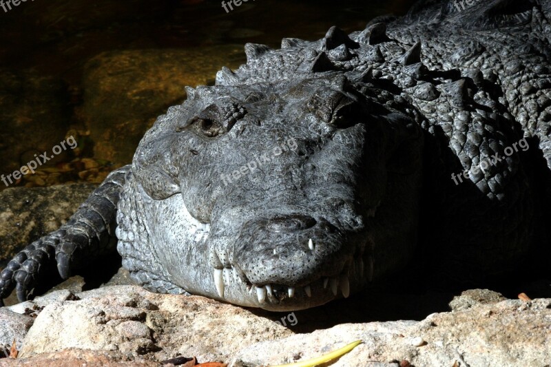 Crocodile Mouth Wild Animal Amphibian