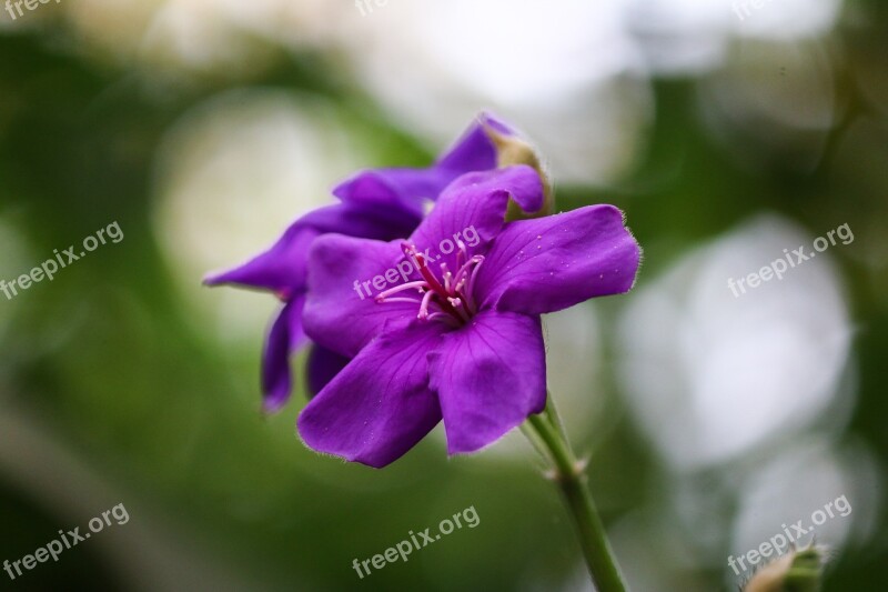 Tibouchina Flower Violet Nature Garden