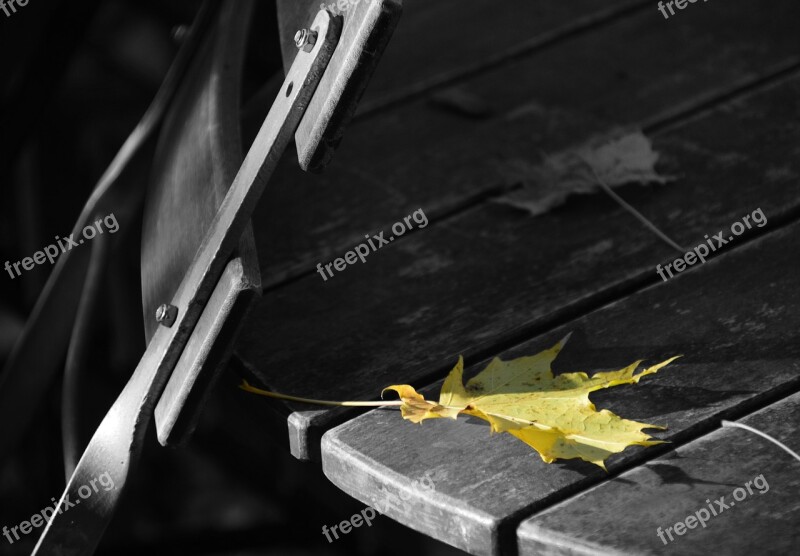 Beer Garden Autumn Leaves Leaf Maple Leaf