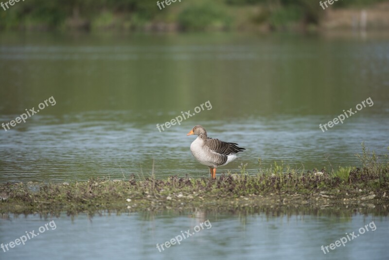 Goose Ashy Bird Pond Field Birds Ddo