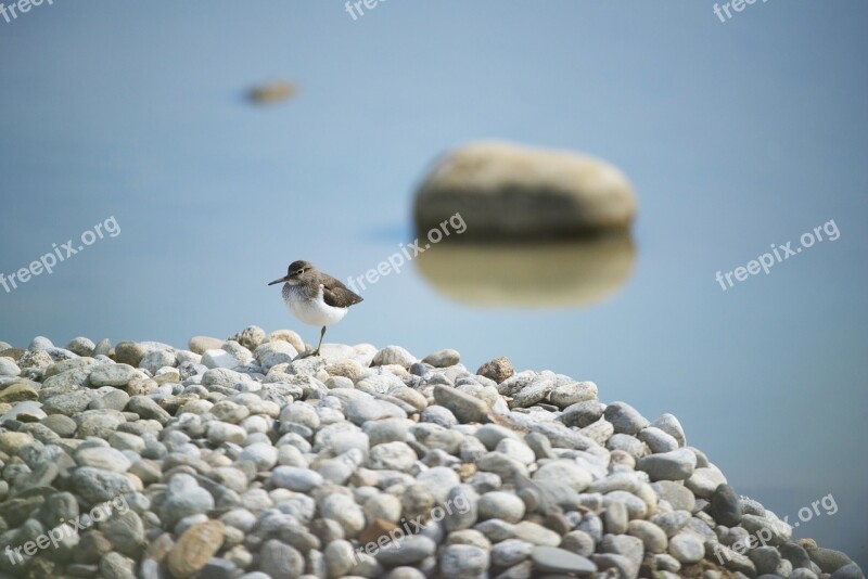 Kentish Plover Bird Field Birds Mazères Ariege