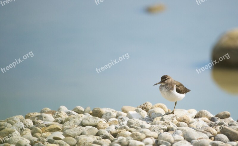 Kentish Plover Bird Field Birds Mazères Ariege