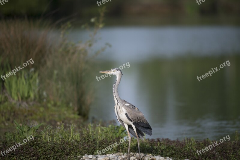 Heron Bird Pond Field Birds Mazères