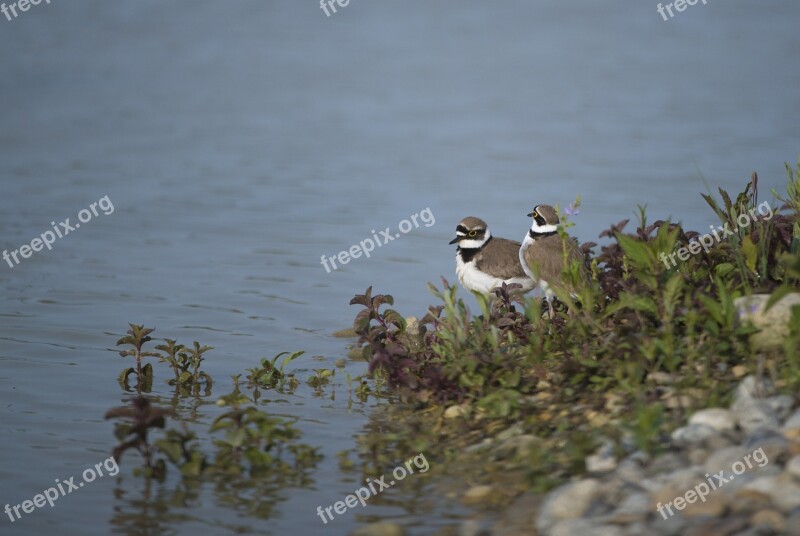 Plovers Bird Pond Field Birds Ddo