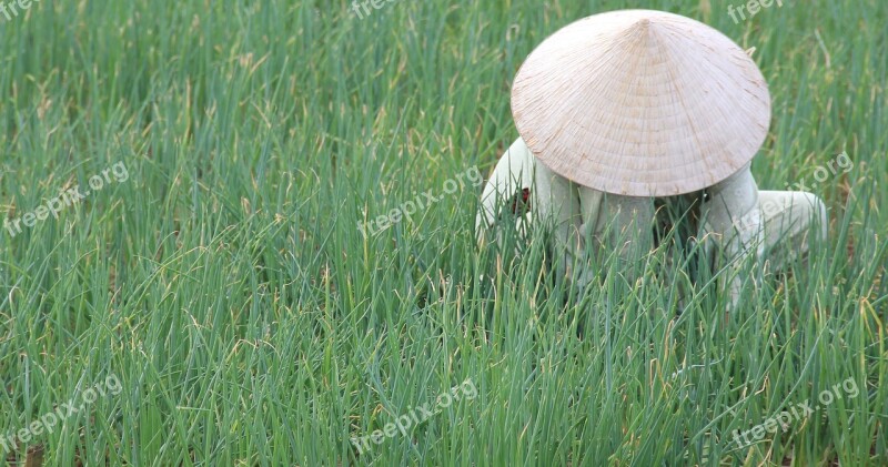 Vietnam Hoian Rice Fields Conical Hat Indochina