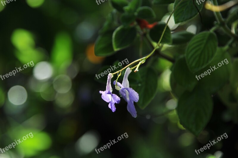 Flower Flowers Orchids Purple Light