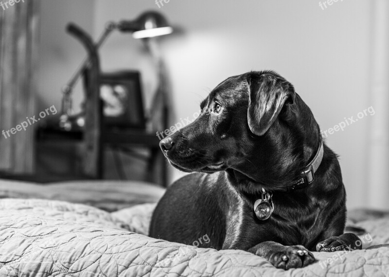 Dog Puppy Bedroom Bed Comfy