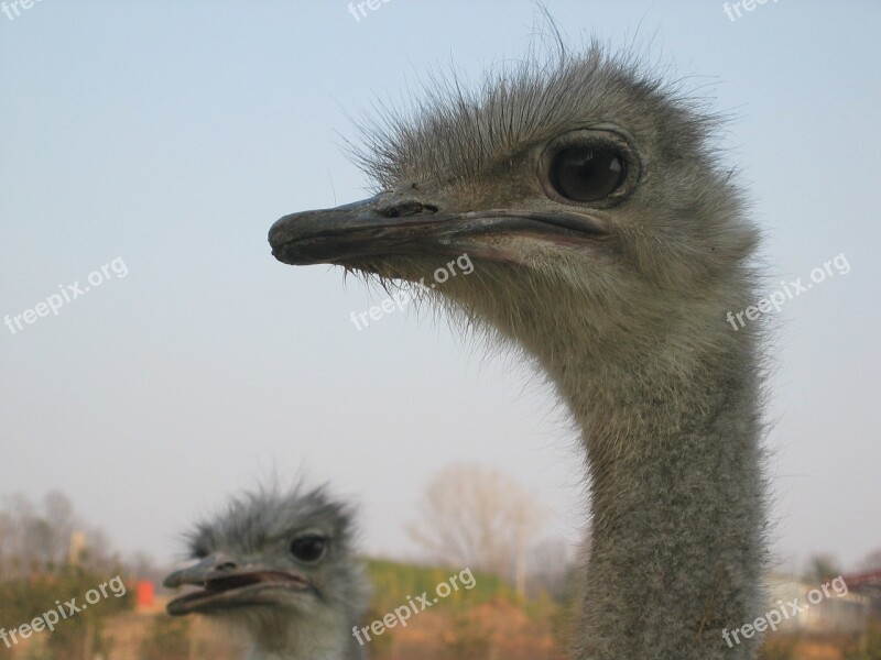 Ostrich Beak Head Animal Nature