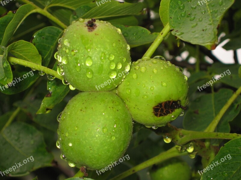 Walnuts Green Unripe Leaves Walnut