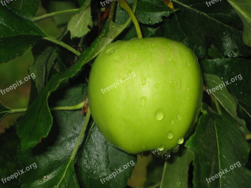 Apple Sour Green Dew Rain