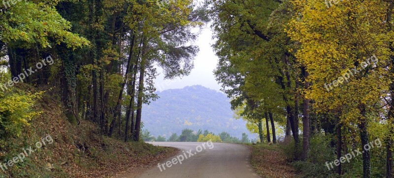 Trail Path Trees Nature Forest