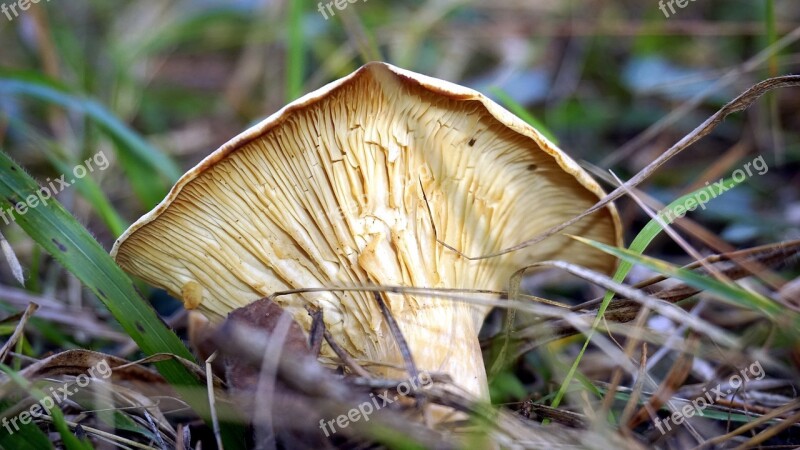 Mycology Mushroom Boletaire Forest Food