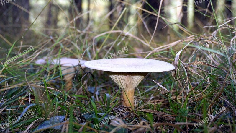 Mycology Nature Boletaire Forest Food