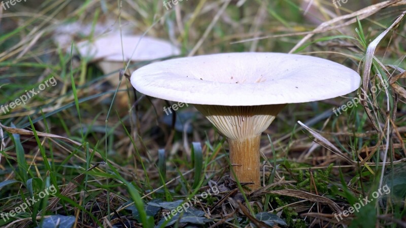 Mycology Nature Boletaire Wild Field