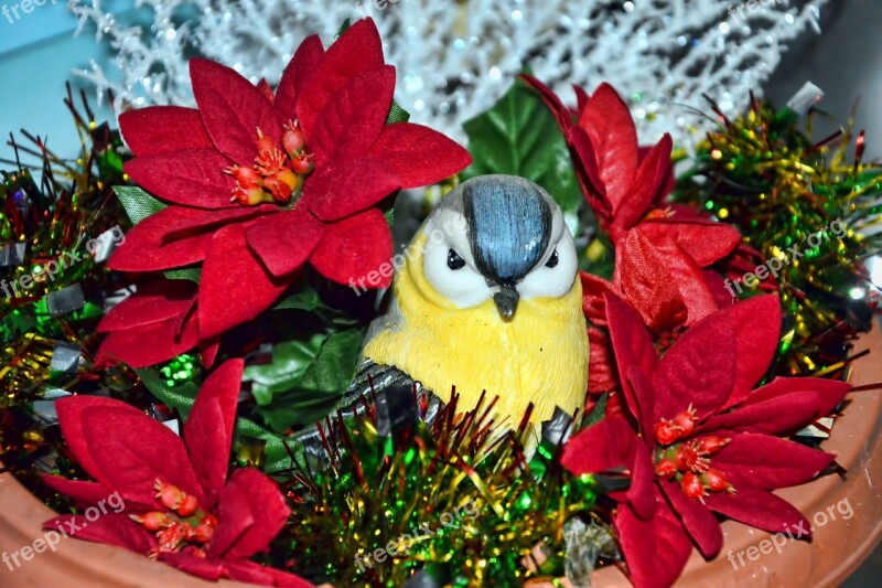 Poinsettia Figure Bird Tit Christmas