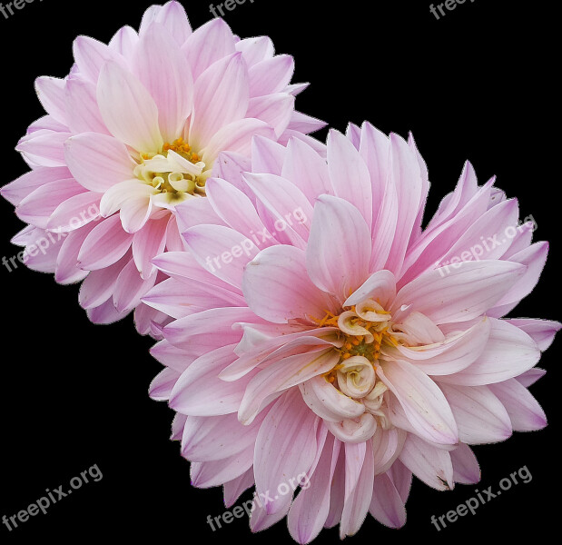 Dahlias Flowers Pink Free Photos